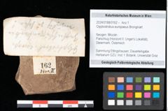 Foto (Objekt + Etikett) von Glyptostrobus europaeus (Brongniart) Unger (NHMW-GEO-2024-0188-0162)